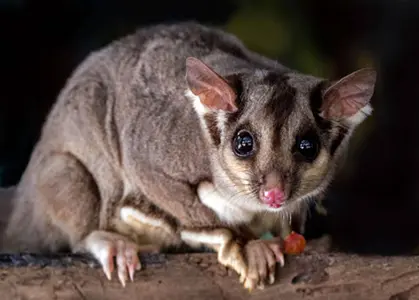 Trusted possum deterrent specialists