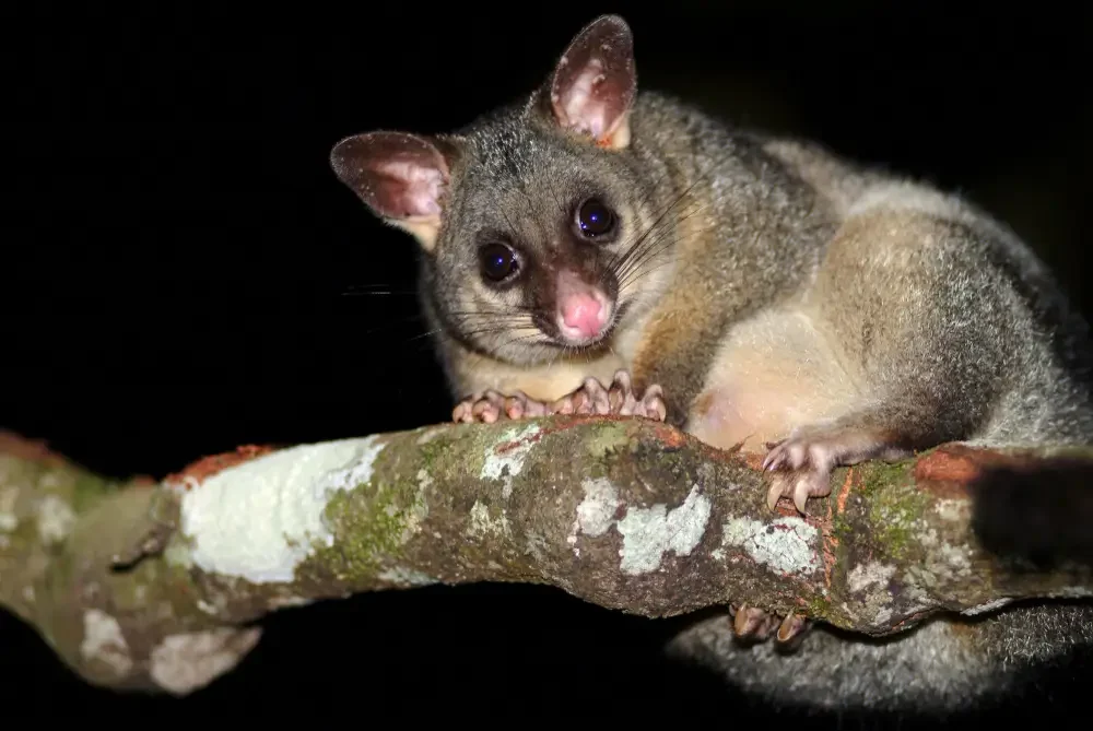 Aftercare Small Jobs that Stop Possums Coming Back