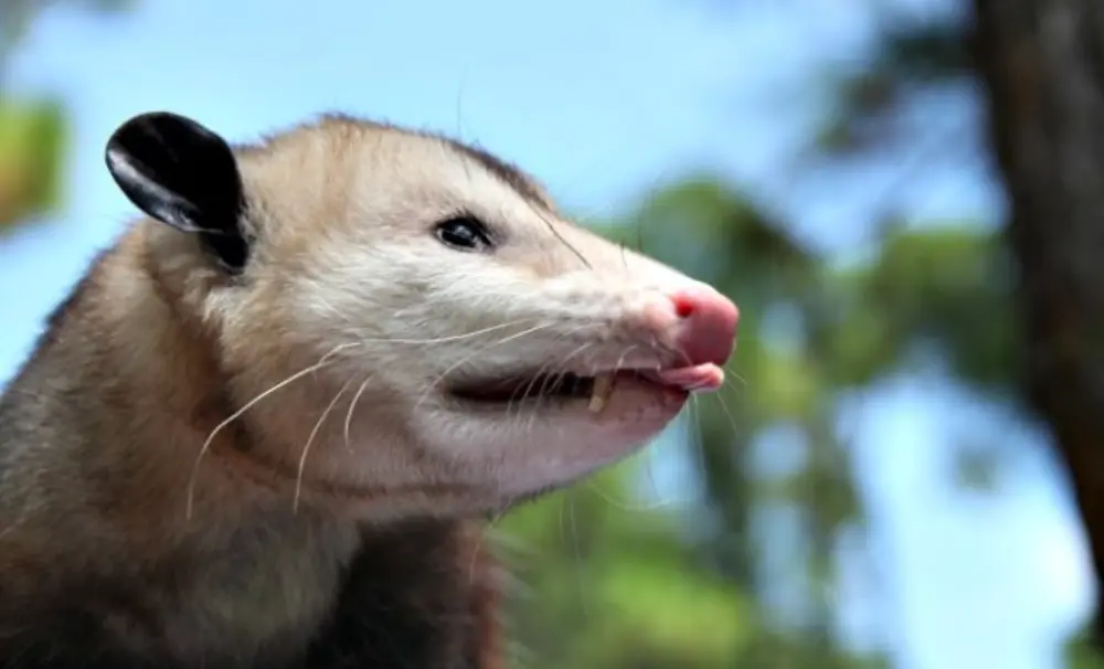 Common Myths About Possums