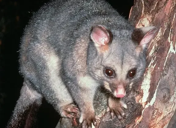 Do Those DIY Possum Deterrents Like Mothballs or Bright Lights Actually Work?