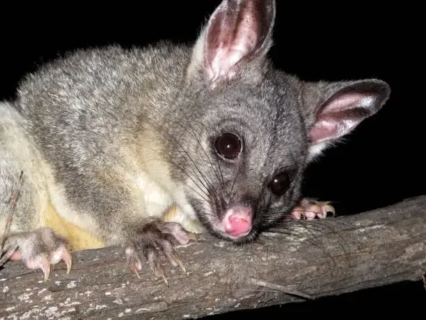 Expert Possum Removal Services: Protecting Melbourne Homes the Right Way