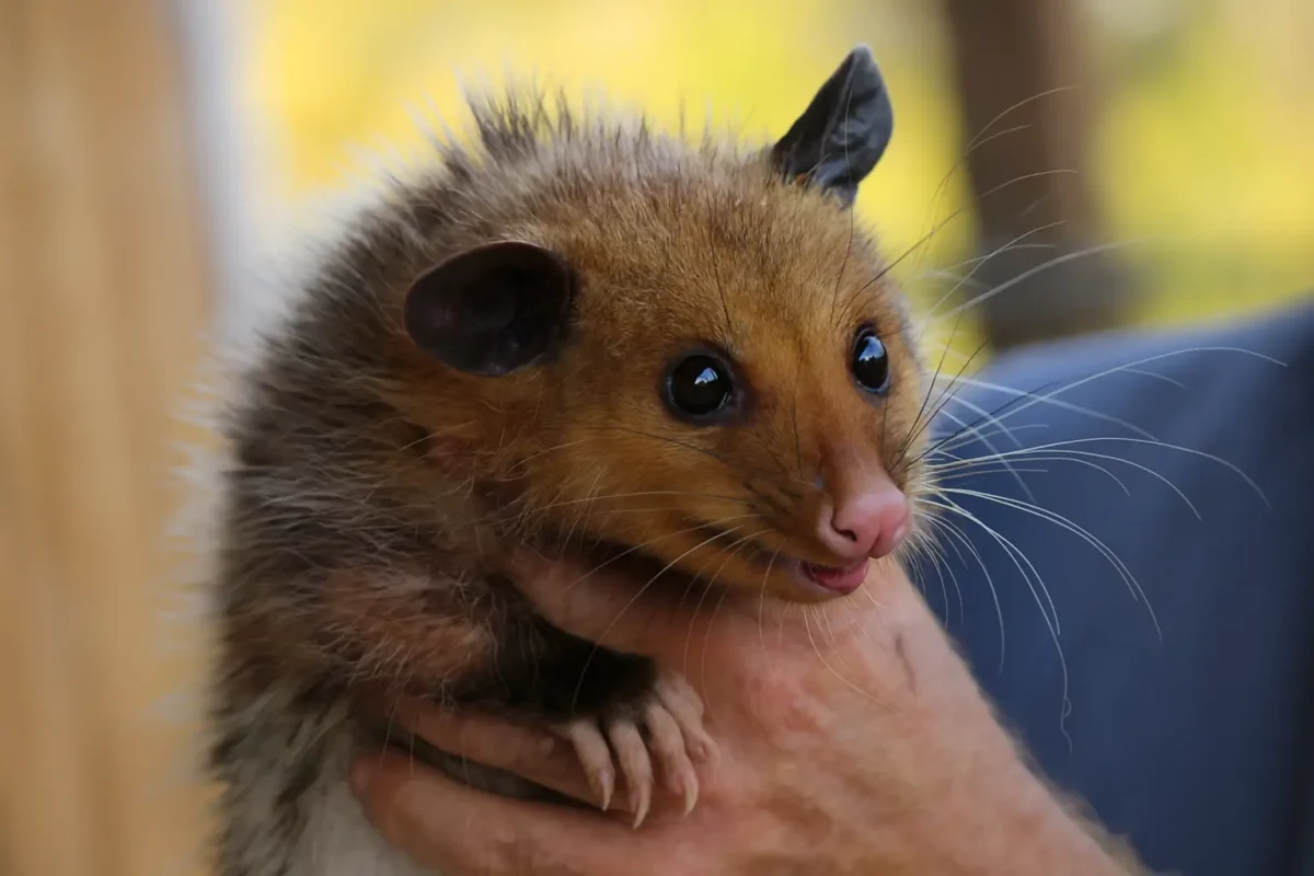 How to Know If You Have a Possum Problem