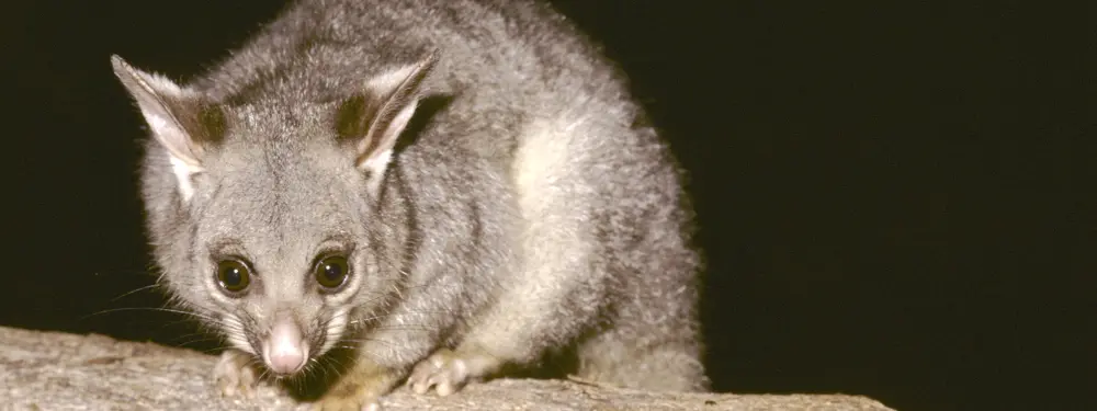 How to Possum-Proof Your Home