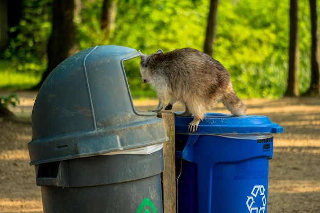 How to Remove Possums Humanely: Why Professional Help May Be the Finest Option