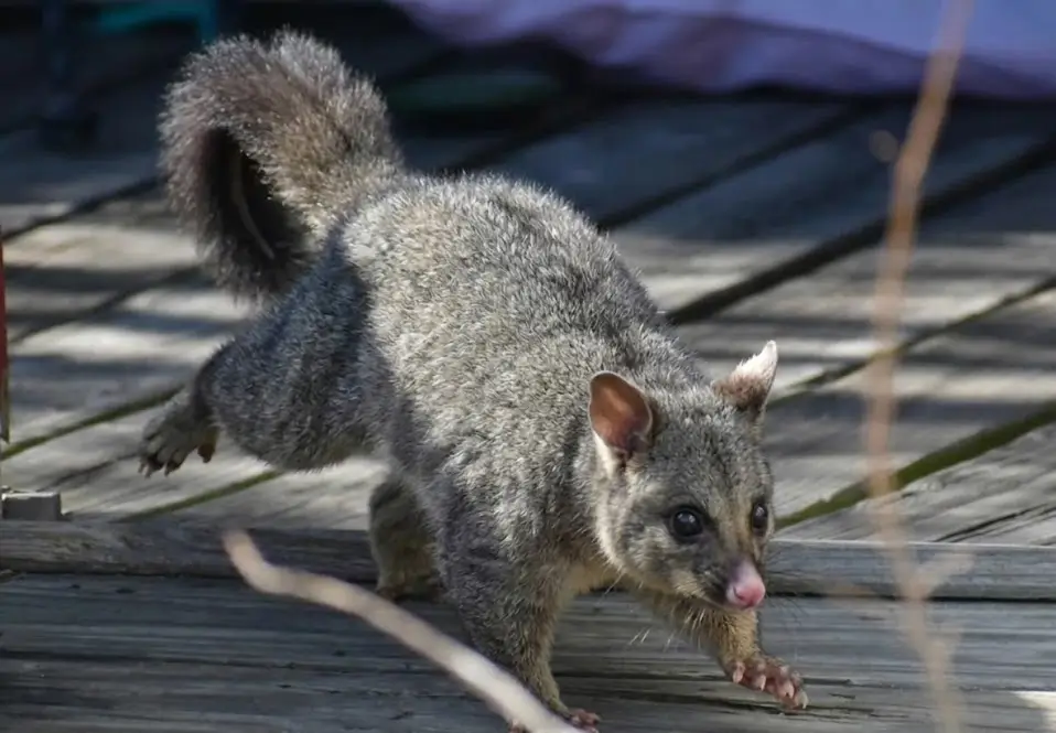 How to keep possums away from your home