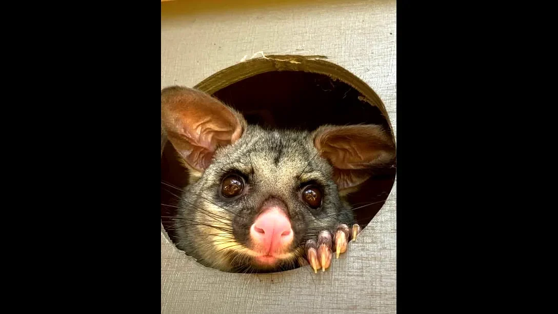 Living with Possums