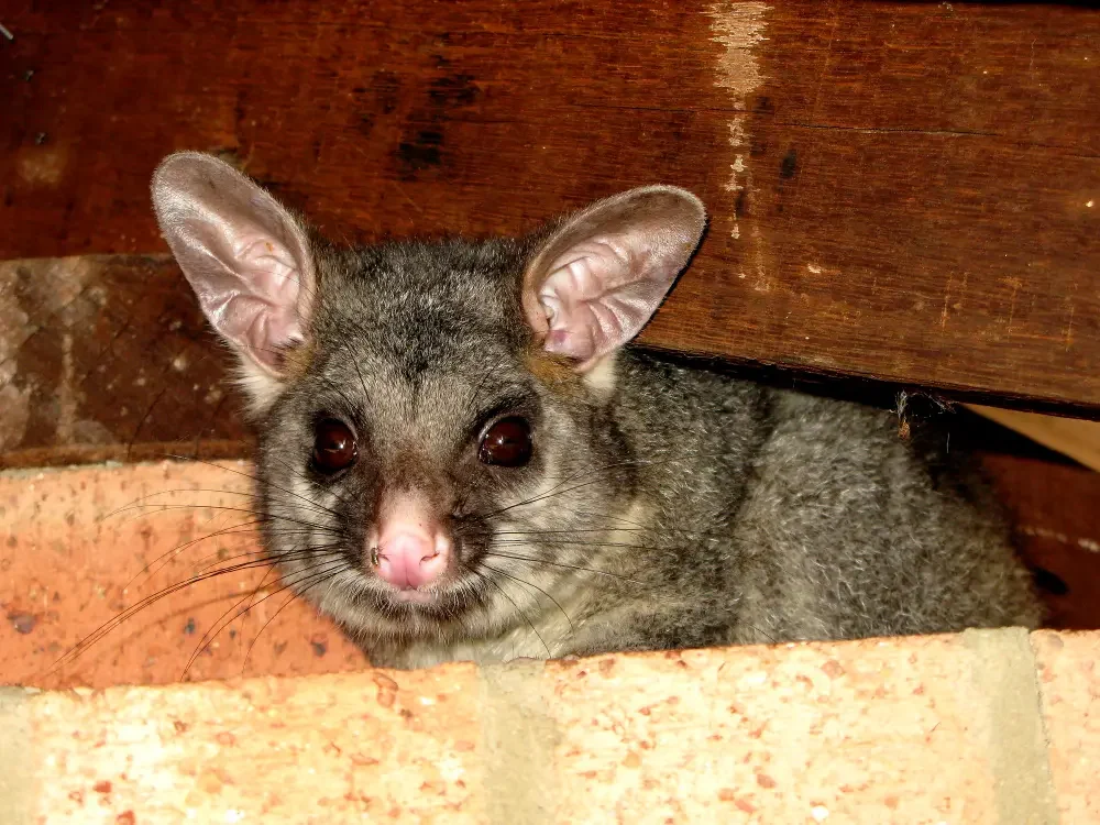 Possum Problems Need People You Can Trust