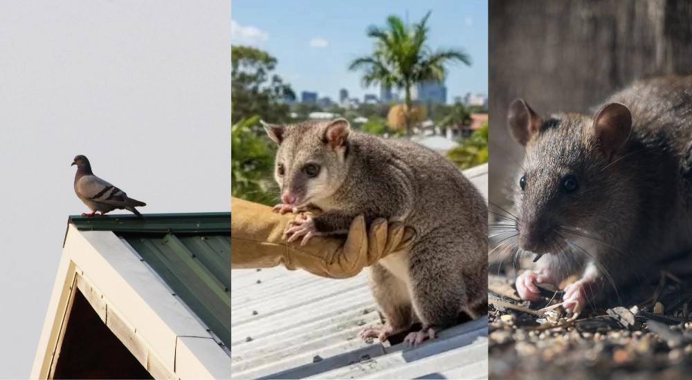 Possum, Rat, or Bird in the Roof? How to Tell the Difference
