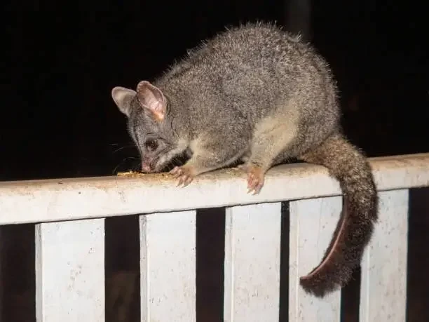Sounds to Big to Be a Rat – Possum Removal done right