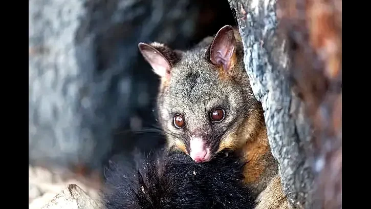 Possums Are Protected