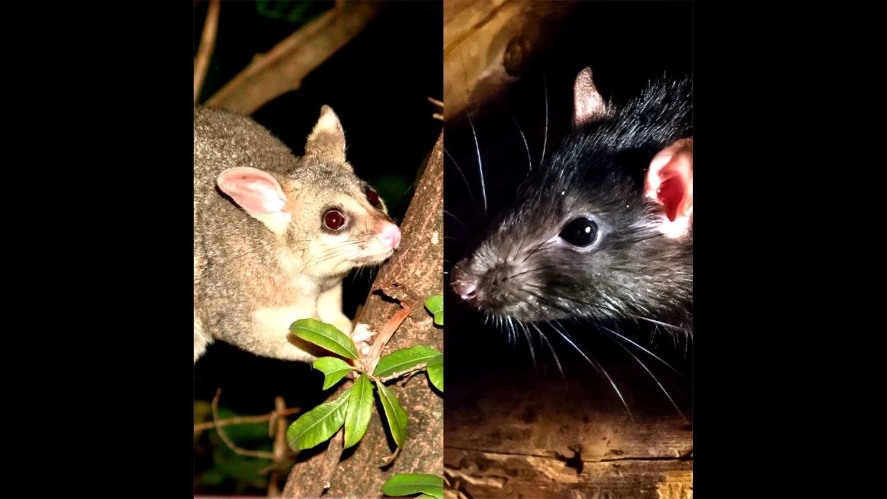 Recognising the Sounds Possums vs. Rats