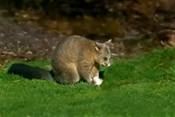 Residential Possum Proofing Techniques to Keep Possums Out for Good