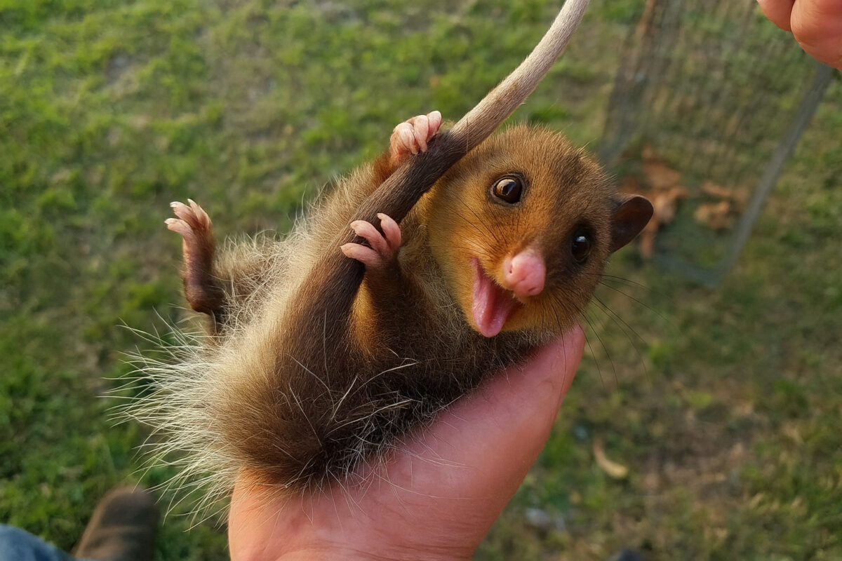 Risks of Possums