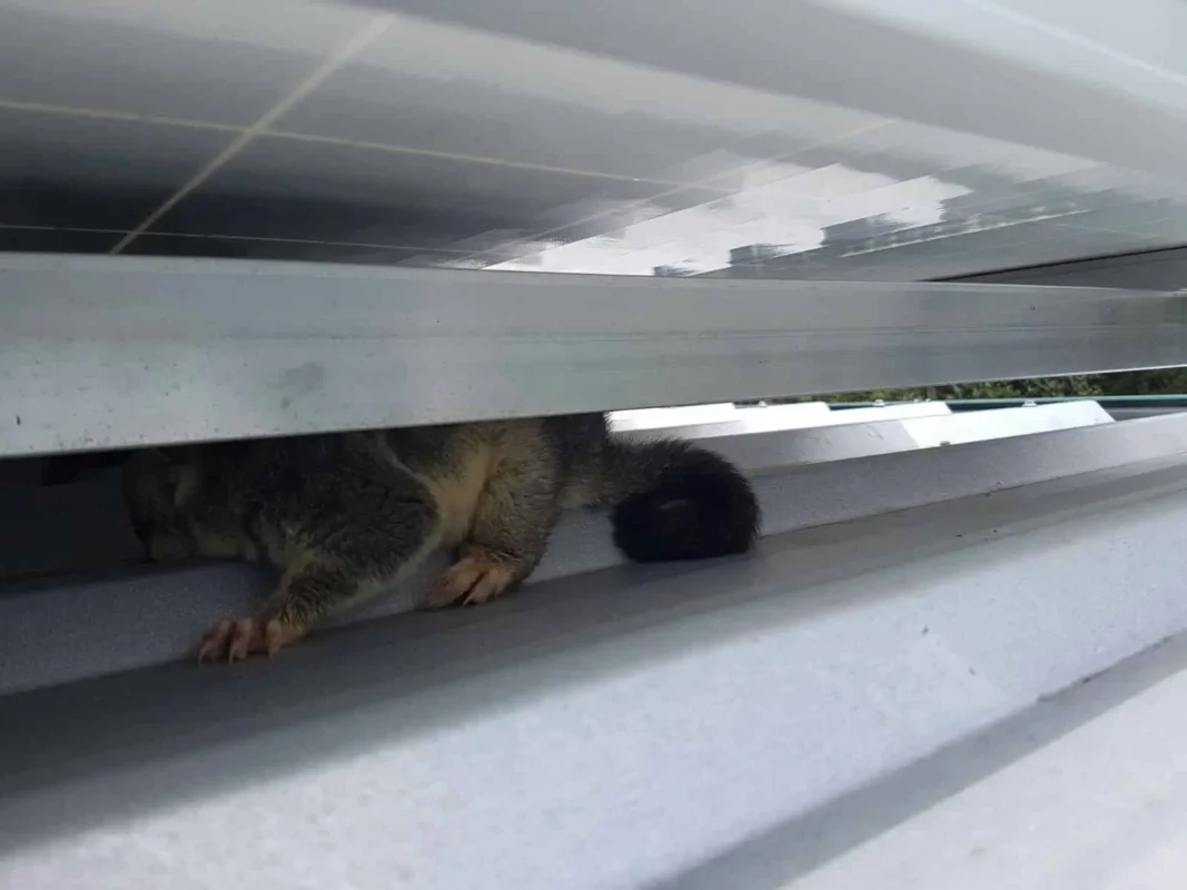 Possums Are Tearing Up Aussie Roofs; Stop Them with 1800Possums