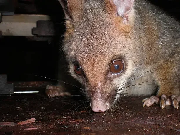 Steps to Possum-Proof a Home: How to Block Entry Points and Keep Possums Away