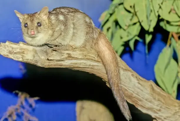 10 Efficient Strategies For Possum Removal