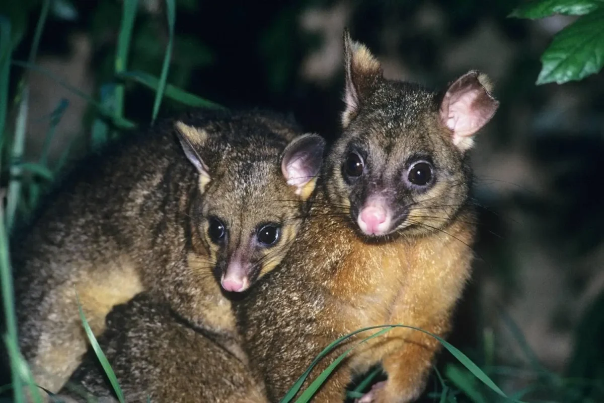 The DIY Possum Problem Everyone Talks About 1