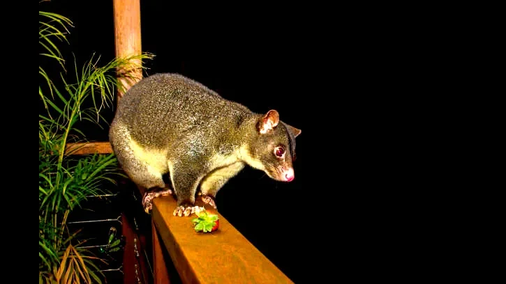 Understanding the Possum Problem in Your Home 1