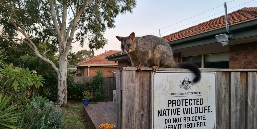 What Most Guides Skip Possums Are Protected