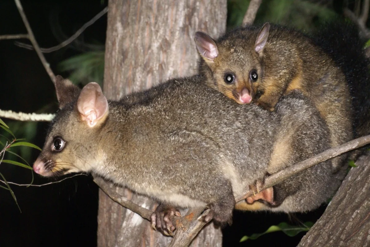 What Possums Really Do Up There