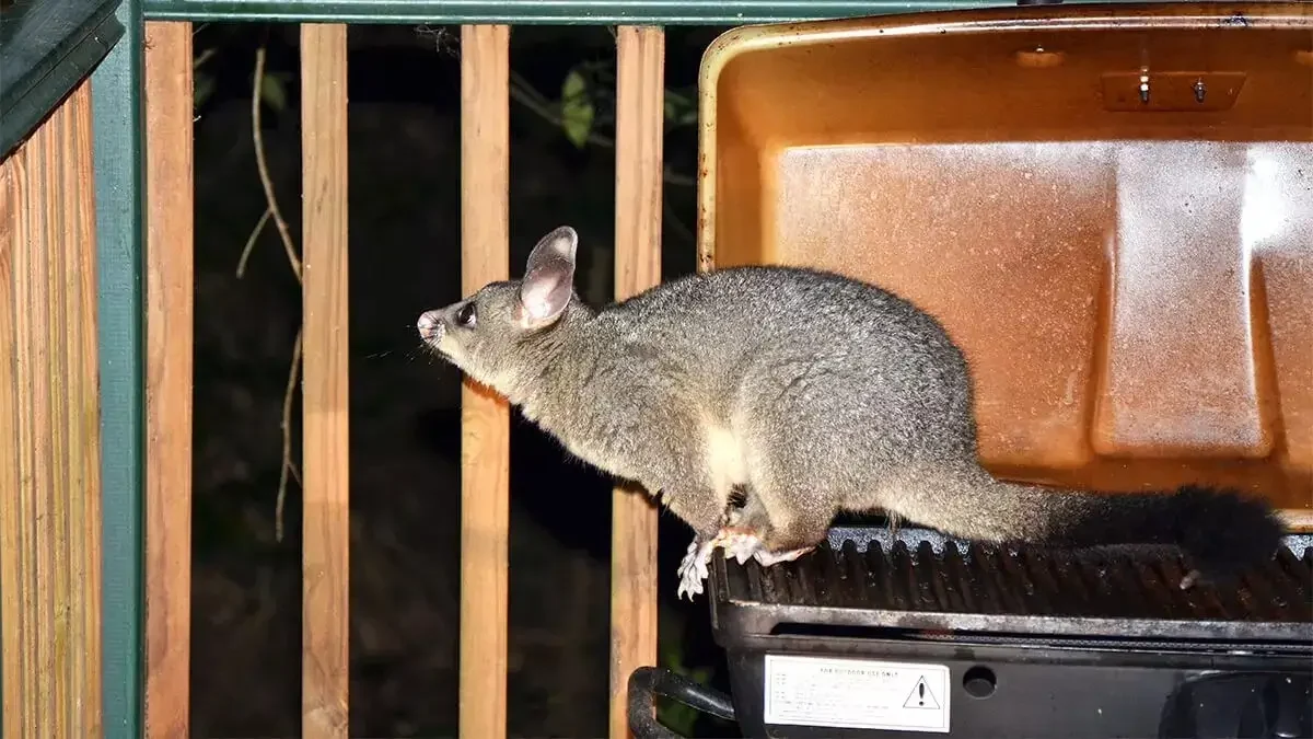 Where Do Possums Enter the House? Your Definitive Guide to Identifying Entry Points
