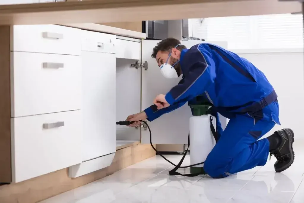 Why Bother with Pest Inspections Anyway