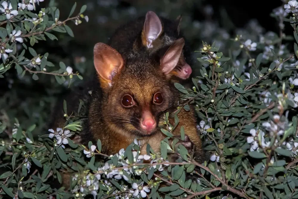 Why Choose 1800 Possums