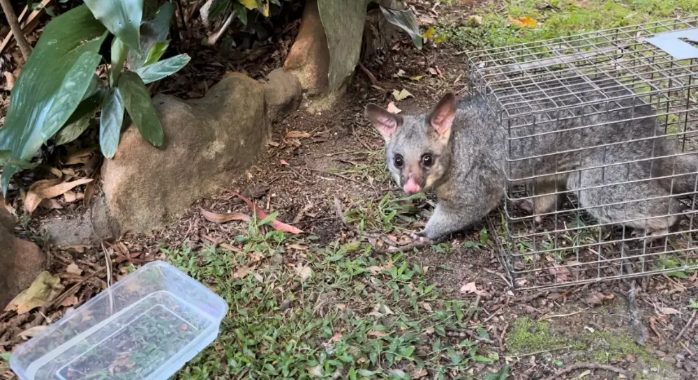 Why Relocating Possums is Illegal