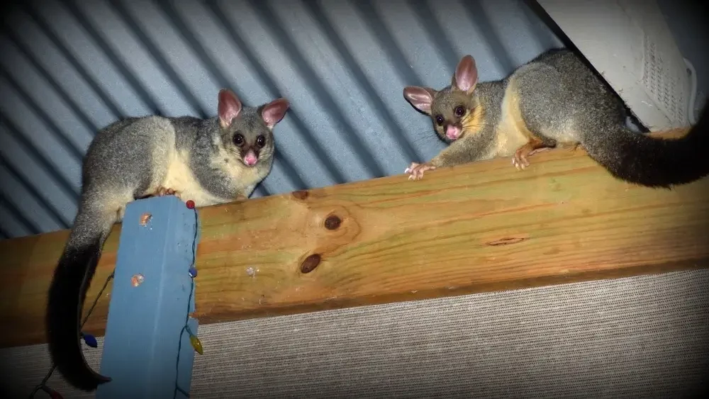 Why Unwanted Roof Guests Demand Your Attention