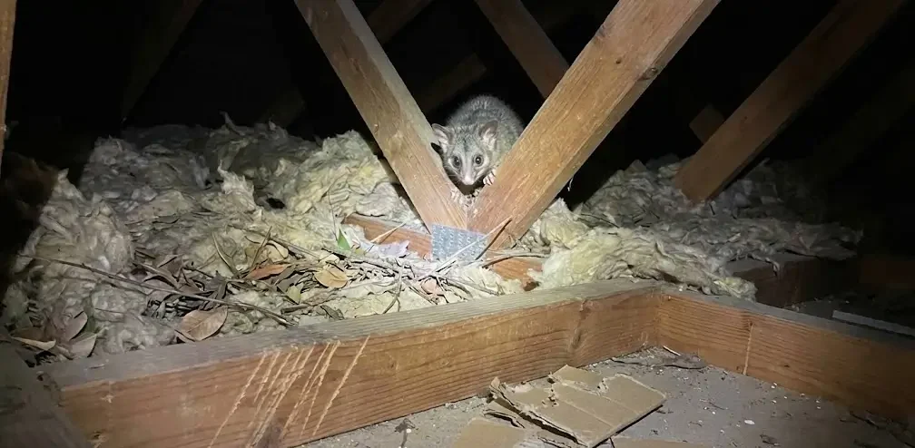 Why Your Roof Is Noisy at 2am
