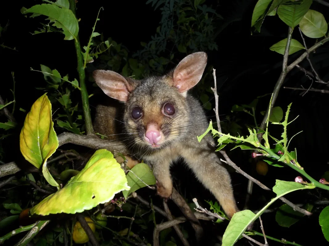 Possum-Proof Your Property: Eco-Friendly Methods That Actually Work