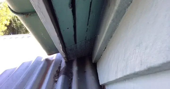 Possums Are Getting In; How They Enter Homes and How to Shut Them Out