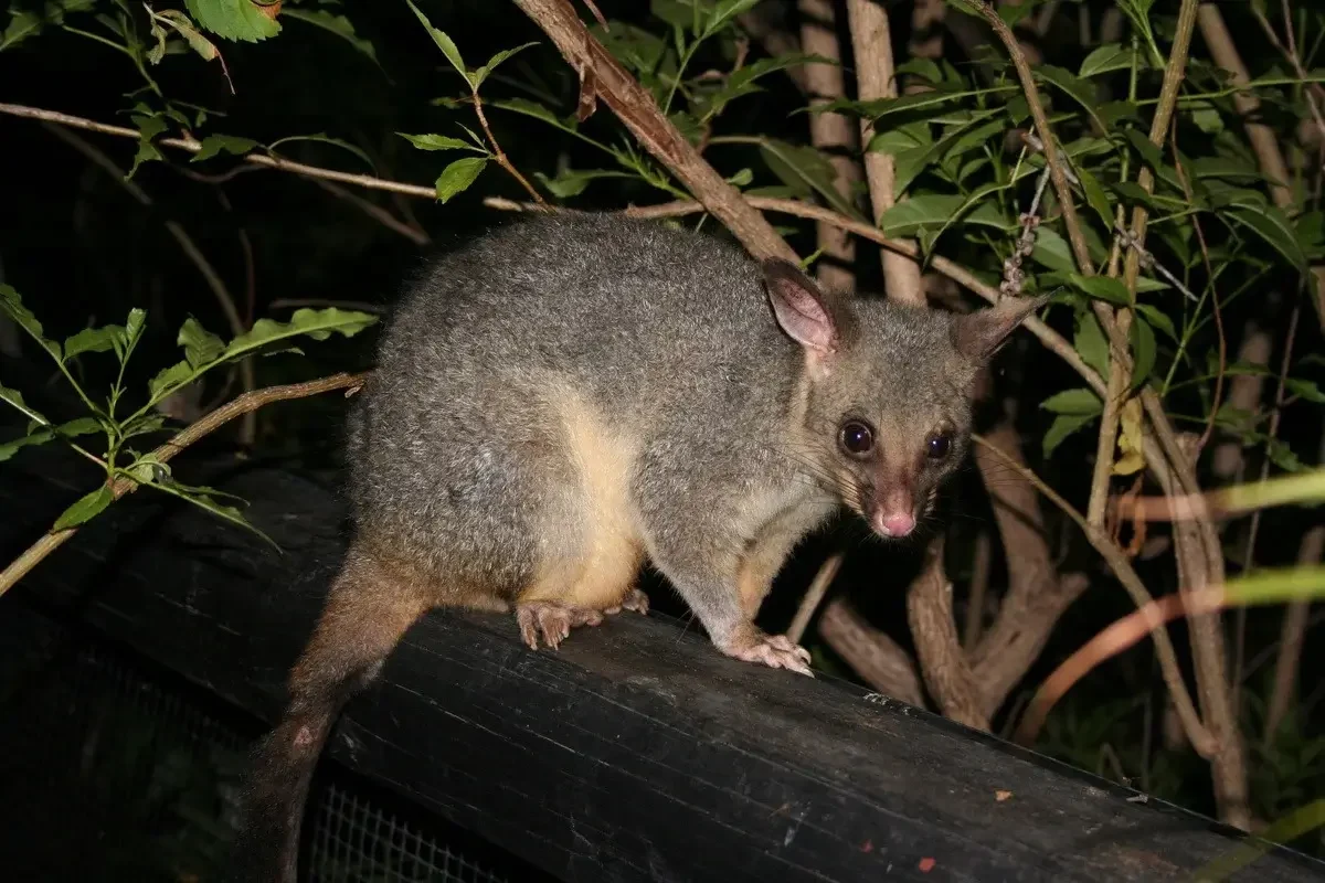 The Hidden Dangers: Health Risks of Possum Infestations in Homes