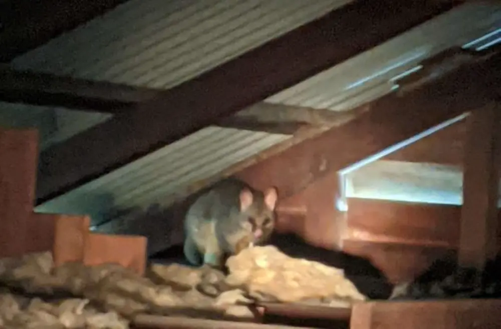 How to Get Rid of Possums in Roof: A  Homeowner’s Guide
