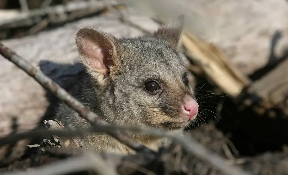 how to get rid of possums