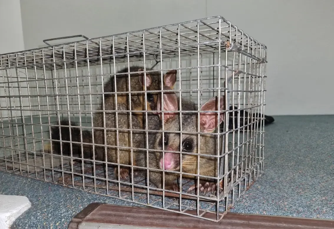 Stop Possums in Their Tracks: The Ultimate Guide to Possum-Proofing Your Home