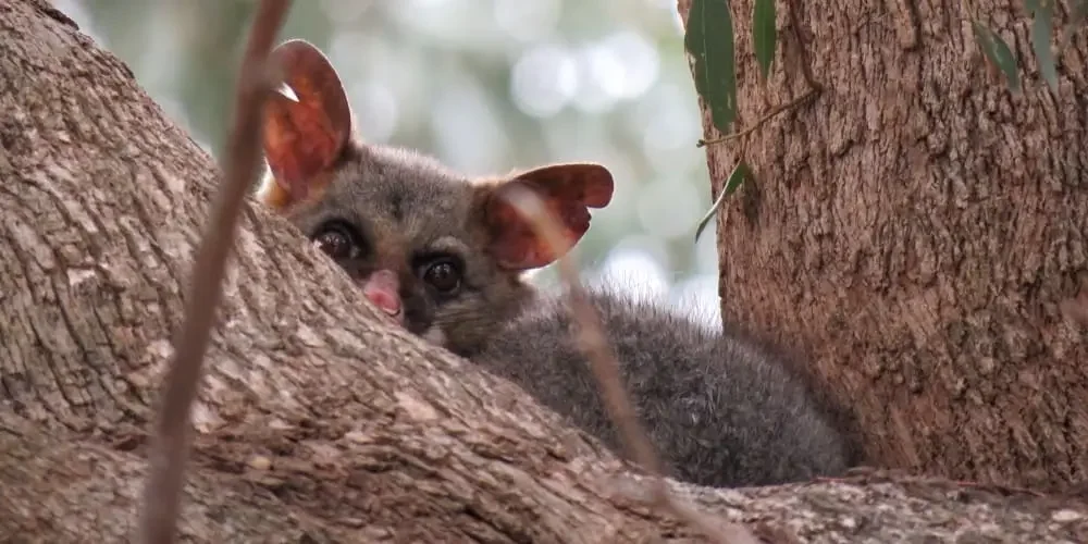 The Surprising Method That Gets Possums Out Without Hurting Them