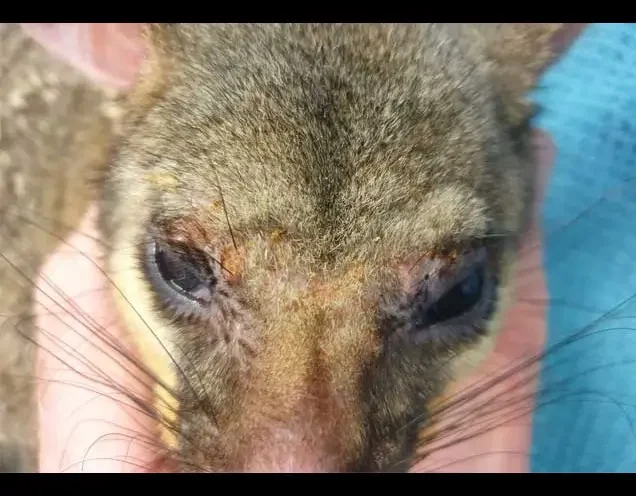 Dealing with Aggressive or Injured Possums: What Melbourne Residents Need to Know