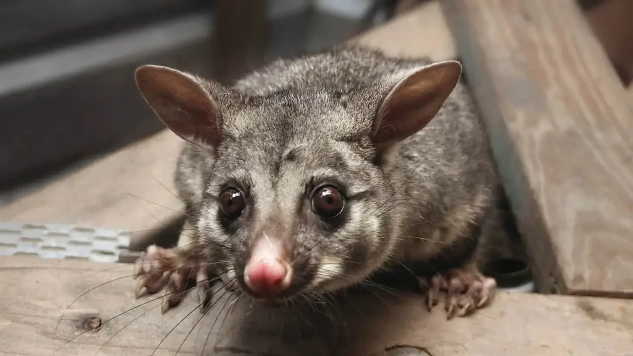 What’s Keeping You Up at Night? Possum vs. Rat vs. Bird Sounds Explained