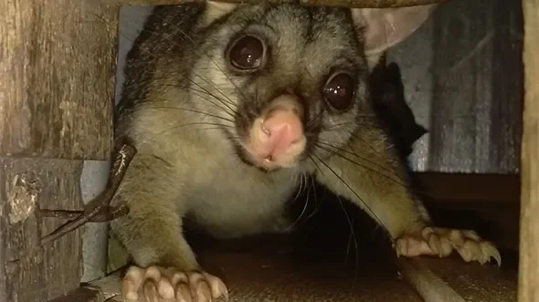 Is Your Roof a Possum Playground? The Mess They Leave Behind Might Shock You