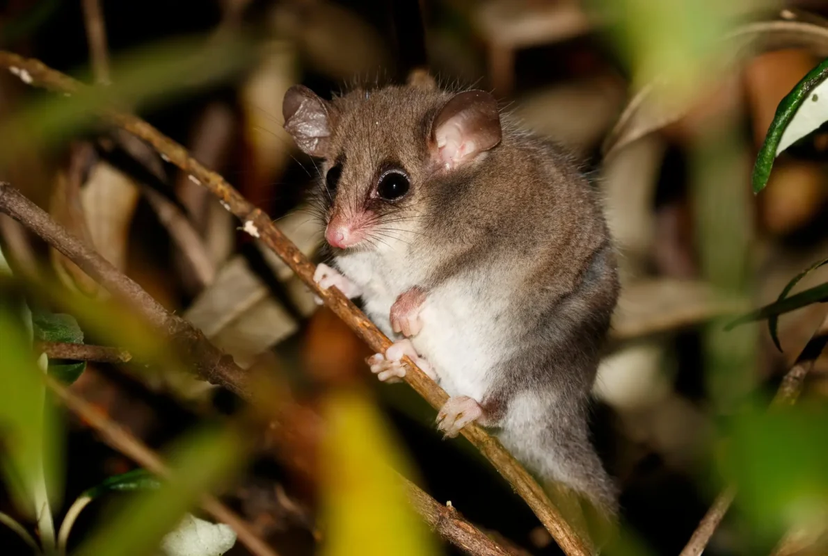 What They Don’t Tell You About Possum-Proofing Your Home and Garden