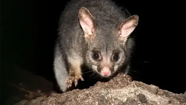 Possum Removal: A Comprehensive Guide