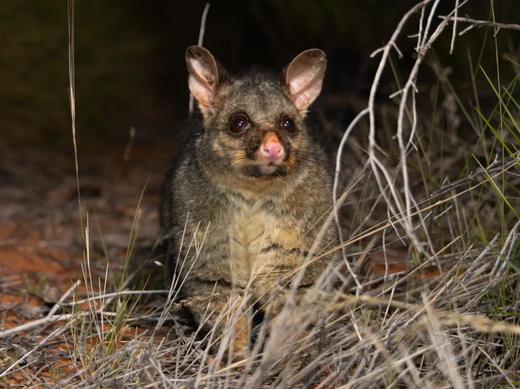 How Much Should You Really Pay to Get Rid of Possums?