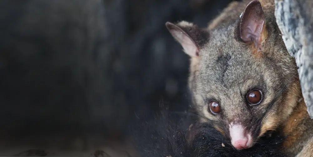 Possum Removal Cost Melbourne – A Complete Guide