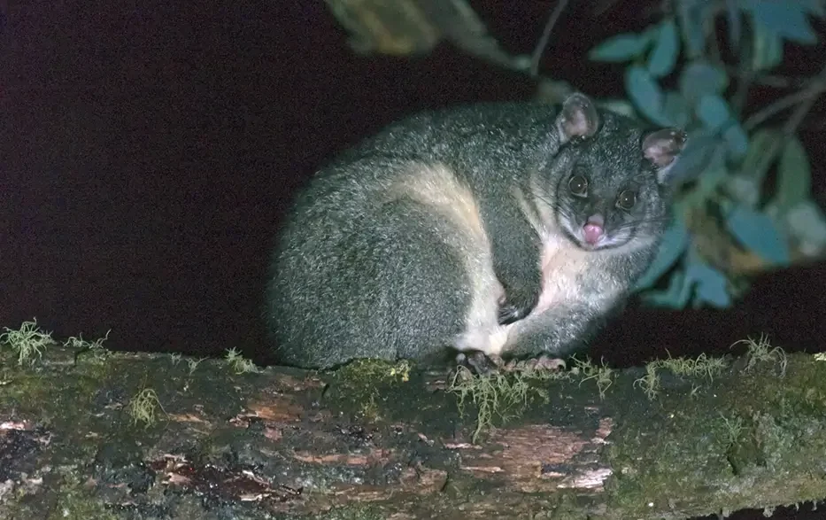 Possum vs Rat – How to Tell the Difference and What to Do Next
