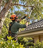 tree trimming