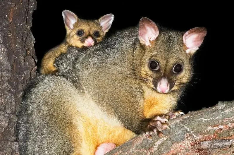 Why Do Possums Love Your House More Than the Bush?