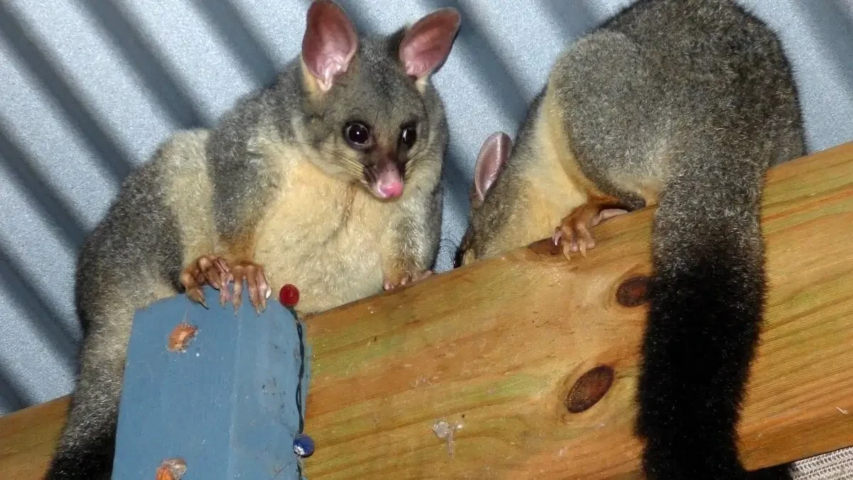 Why Should I Possum-Proof My Home? Benefits Every Australian Property Owner Should Know
